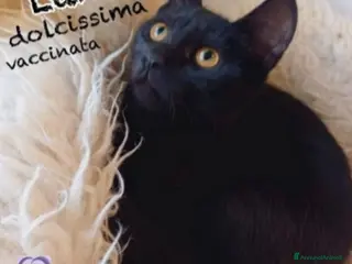 Europeo gatti Micina squamina e sorella nera 7/8mesi ROMA - Annuncio 8