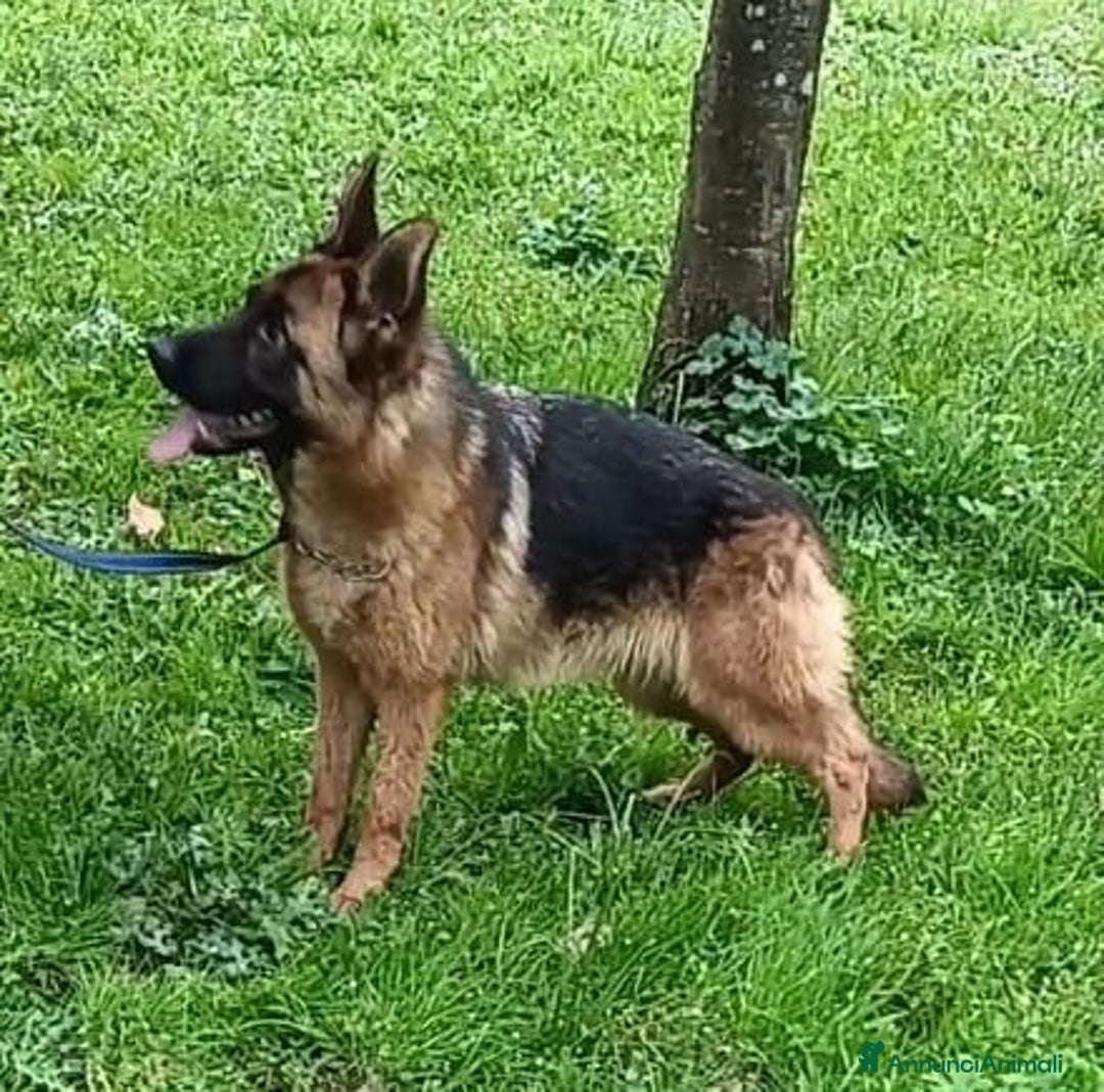 Pastore Tedesco cani in vendita: Femmina di Pastore Tedesco a Città metropolitana di Roma Capitale - Immagine 4