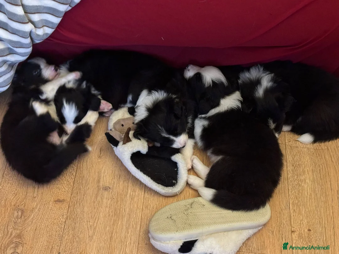 Border Collie cani in vendita: Cuccioli maschi di Border Collie con pedigree ENCI - Annuncio 9