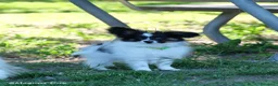 Papillon cani in vendita: Femmina di Papillon - Annuncio 2