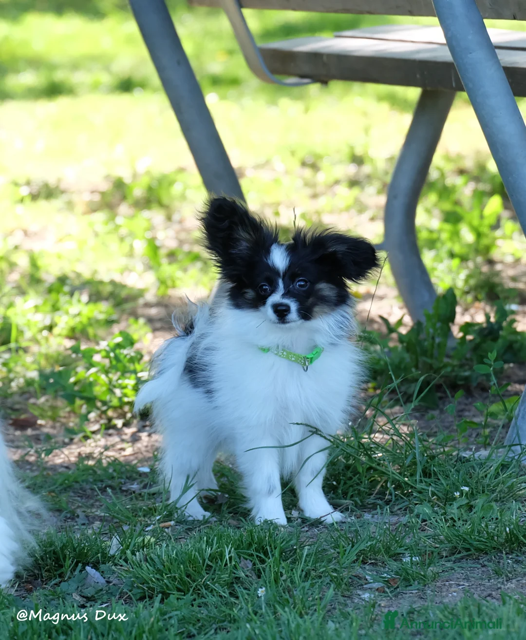 Papillon cani in vendita: Femmina di Papillon - Annuncio 2