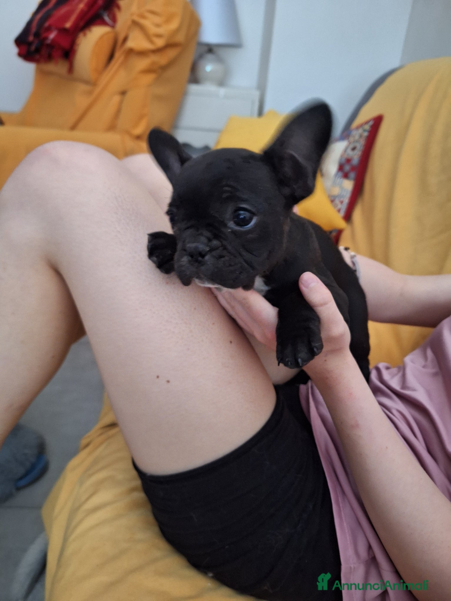 Bulldog Francese cani Cucciola Bulldog francese  - Annuncio 16