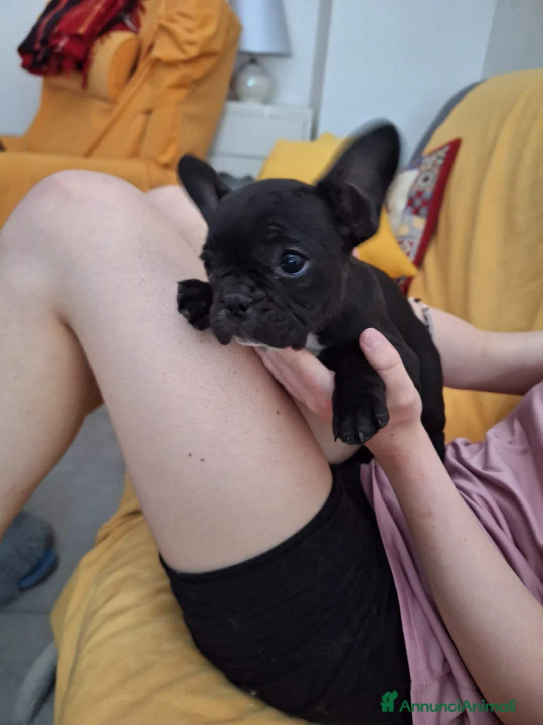 Bulldog Francese cani in vendita: Cucciola Bulldog francese  - Annuncio 1