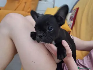 Bulldog Francese cani Cucciola Bulldog francese - Annuncio 16