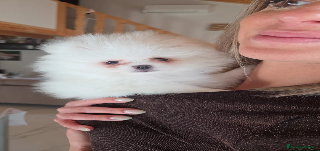 Immagine della galleria {{count}}