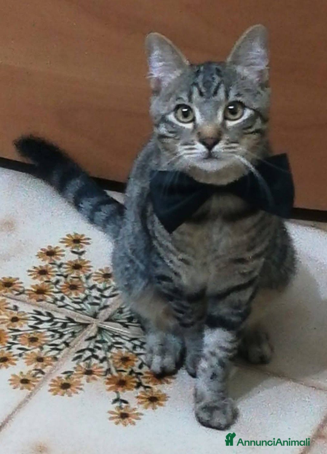 Meticcio gatti Gatto Tigrato - Annuncio 1