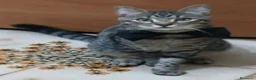 Meticcio gatti in regalo: Gatto Tigrato - Annuncio 1
