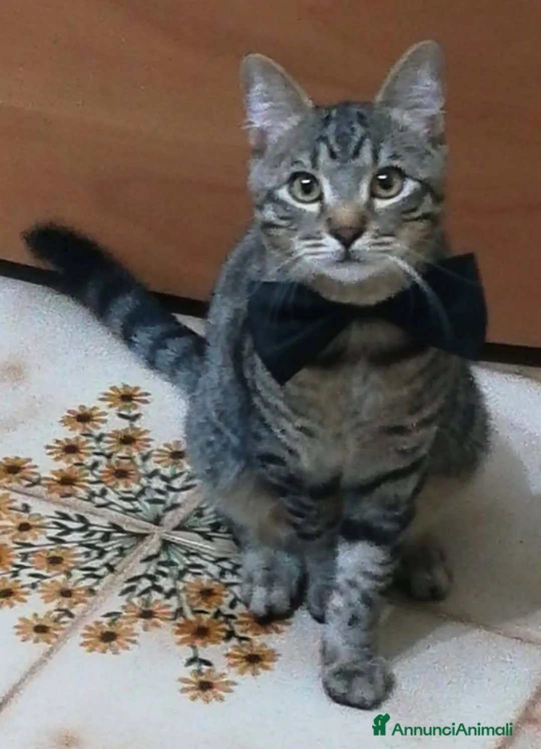 Meticcio gatti in regalo: Gatto Tigrato - Annuncio 1