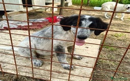 Meticcio cani in regalo: BERNA  a Provincia di Avellino - Immagine 7