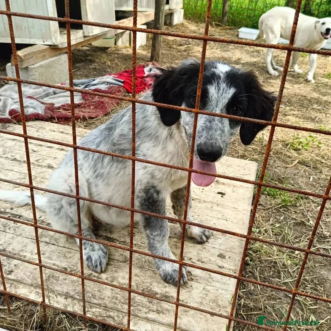 Meticcio cani in regalo: BERNA  a Provincia di Avellino - Annuncio 7