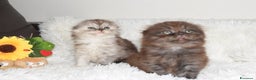 Scottish gatti in vendita: Scottish fold  a Provincia di Reggio Emilia - Annuncio 5