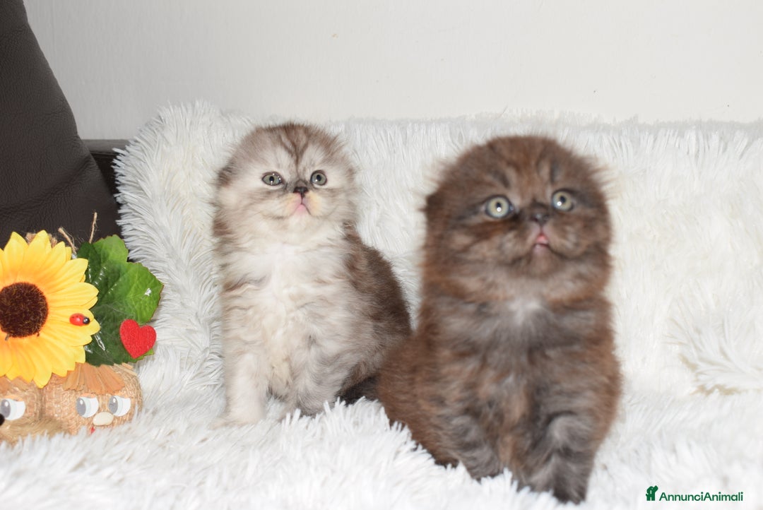 Scottish gatti in vendita: Scottish fold  a Provincia di Reggio Emilia - Annuncio 5