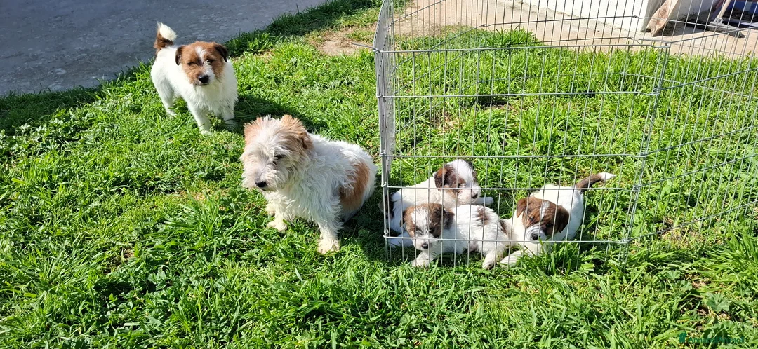 Jack Russell cani in vendita: Cucciolo Jack Russell pelo ruvido  - Annuncio 1