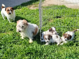 Jack Russell cani Cucciolo Jack Russell pelo ruvido - Annuncio 9