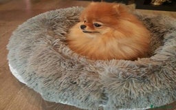 Spitz cani in vendita: SPITZ TEDESCO NANO a Provincia di Treviso - Immagine 2