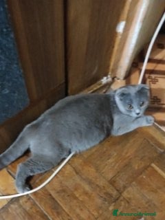 Scottish gatti cuccioli di scootish - Annuncio 1