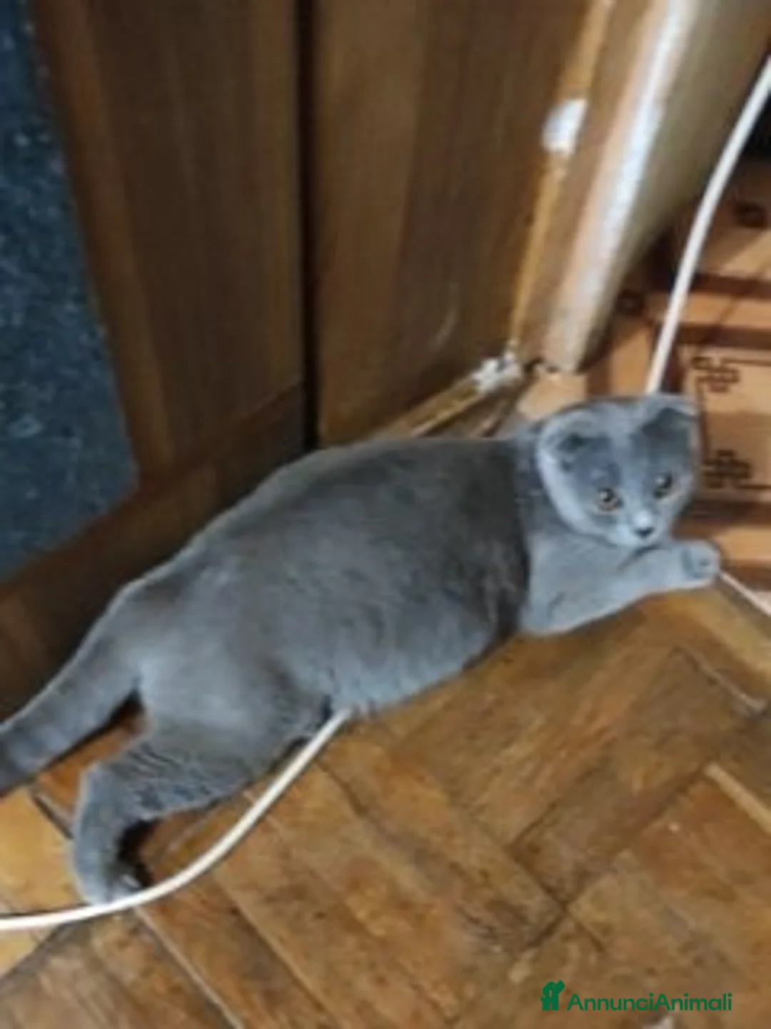 Scottish gatti in vendita: cuccioli di scootish - Annuncio 1