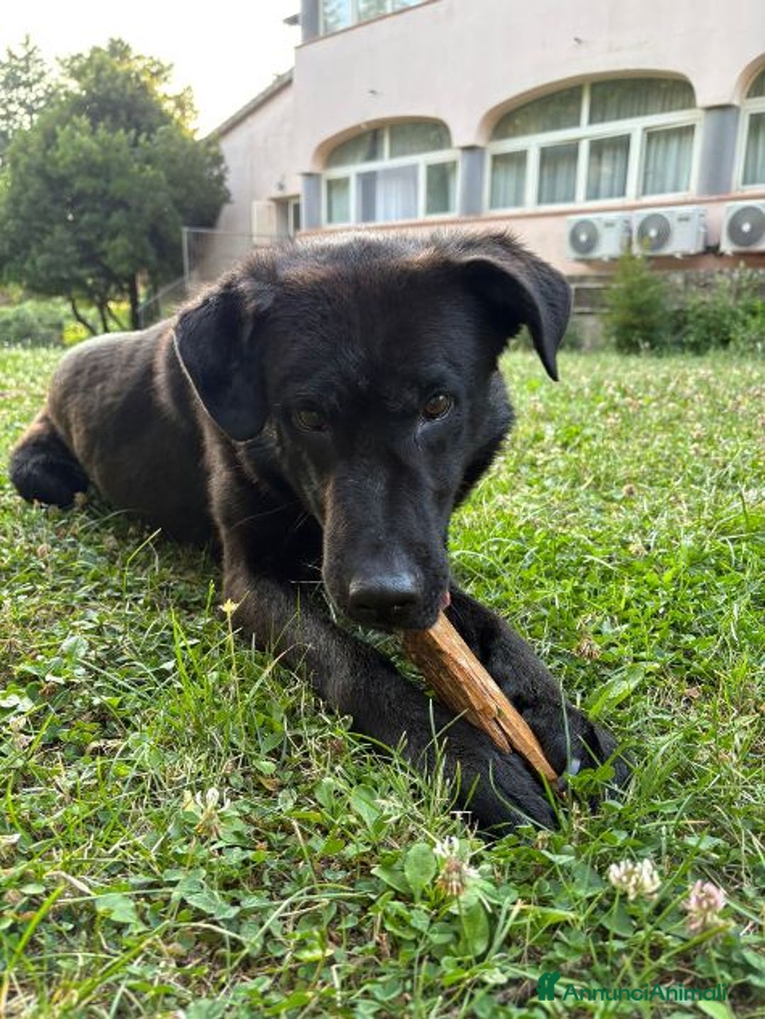 Meticcio cani in regalo: NERO 3anni - 20kg molto affettuoso - Annuncio 4