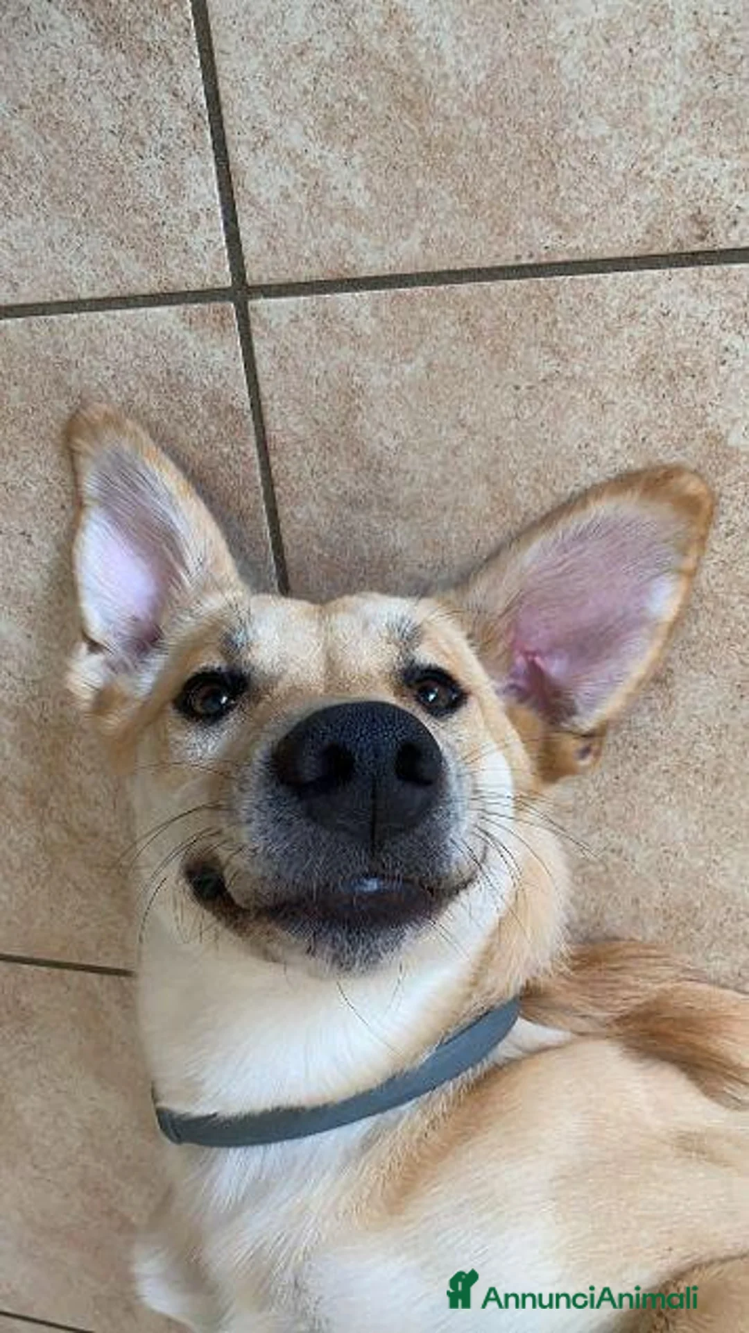 Meticcio cani in regalo: RAILY - Annuncio 8