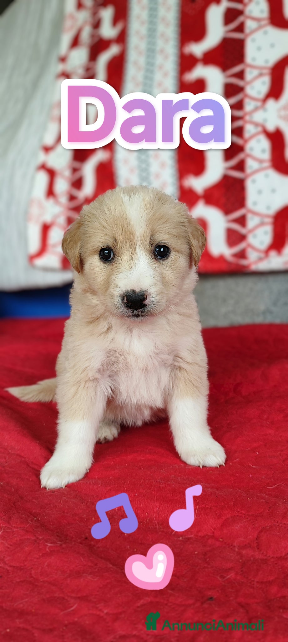 Meticcio cani 13 cuccioli abbandonati cercano adozione - Annuncio 1