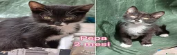 Meticcio gatti in regalo: TANTI MICINI SOLI! a Provincia di Vicenza - Annuncio 8