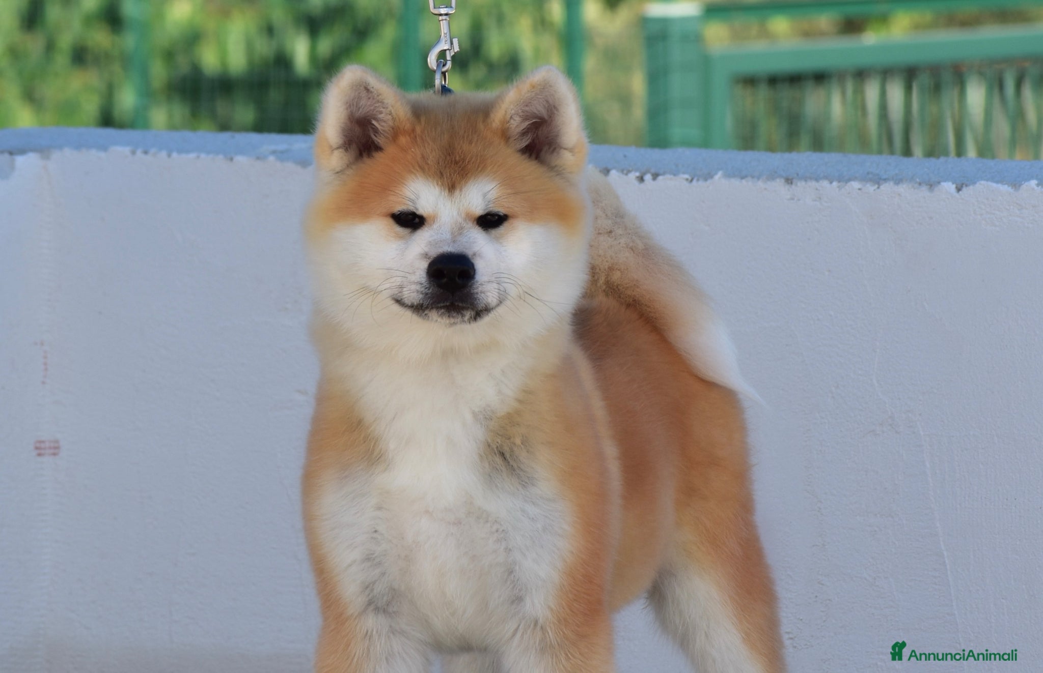 Akita Inu cani CUCCIOLO AKITA INU - TOP SELECTION  - Annuncio 1