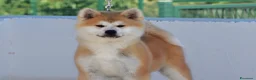 Akita Inu cani in vendita: CUCCIOLO AKITA INU - TOP SELECTION  - Annuncio 1