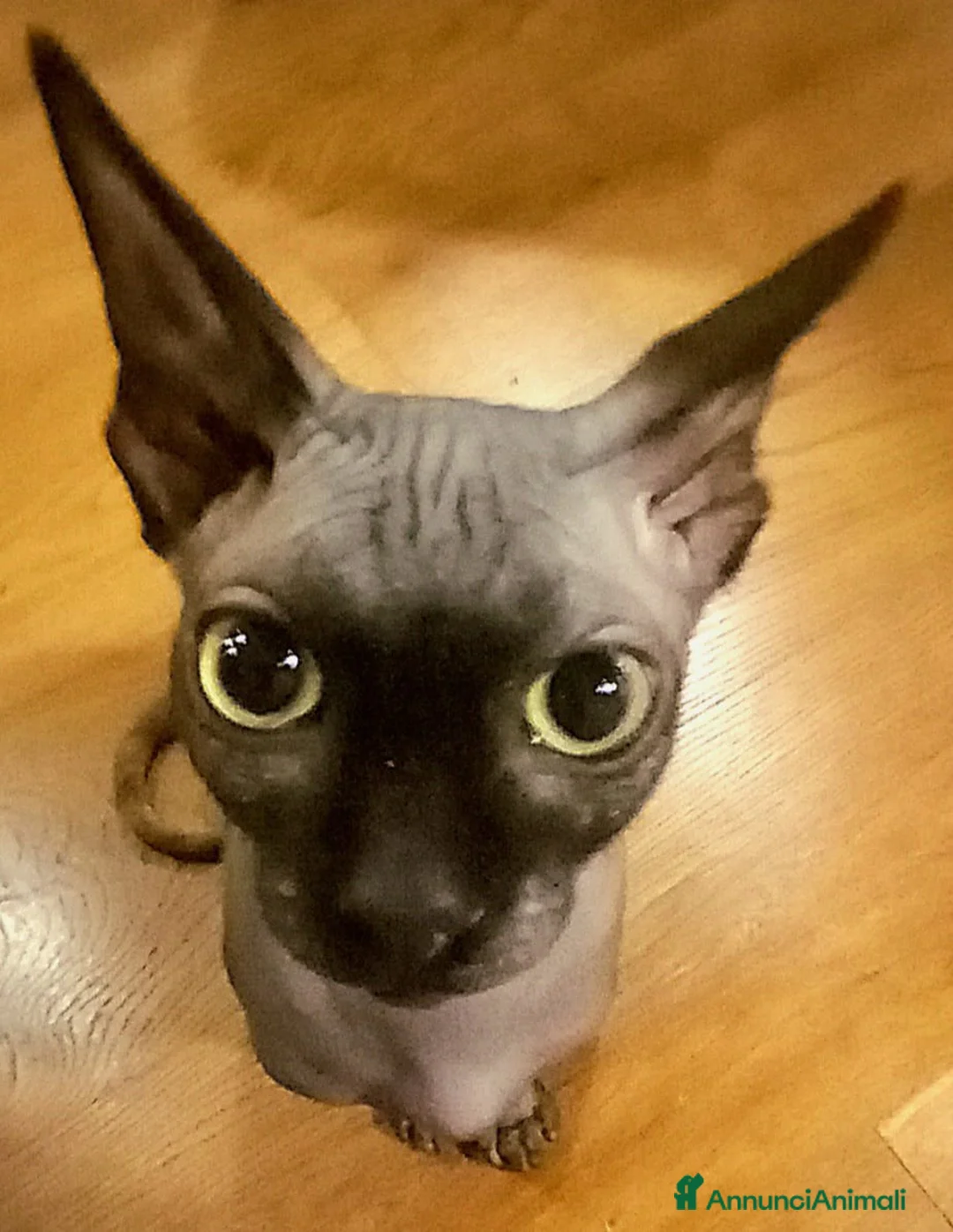 Sphynx gatti per accoppiamento: Sphynx per accoppiamento maschio a Provincia di Savona - Annuncio 5