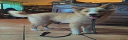 Yakutian Laika cani in vendita: Cuccioli di Yakutian Laika - Annuncio 10