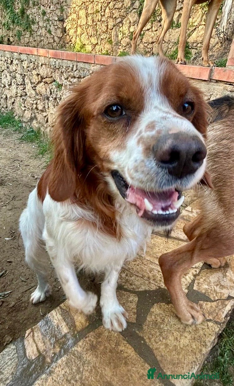 Breton cani Poli il Breton che sorride - Annuncio 2