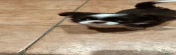 Chihuahua cani in vendita: Chihuahua a pelo lungo  - Annuncio 22