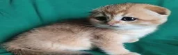 Scottish gatti in vendita: Cuccioli Scottish fold e straight pedigree ENFI - Annuncio 3