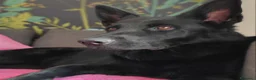 Pastore Tedesco cani in regalo: Pastore tedesco femmina di 4 anni cerca casa - Annuncio 1