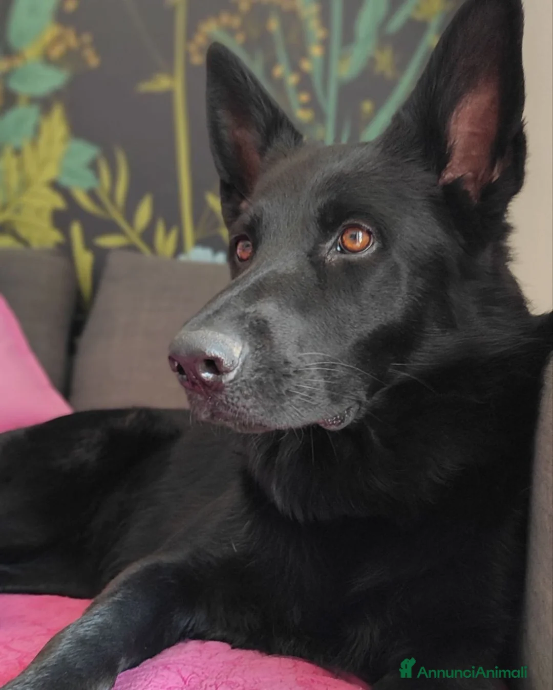 Pastore Tedesco cani in regalo: Pastore tedesco femmina di 4 anni cerca casa - Annuncio 1