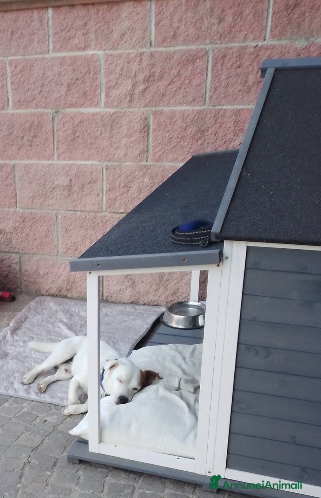 Jack Russell cani in regalo: Regalo Jack Russell Zeus - Annuncio 3