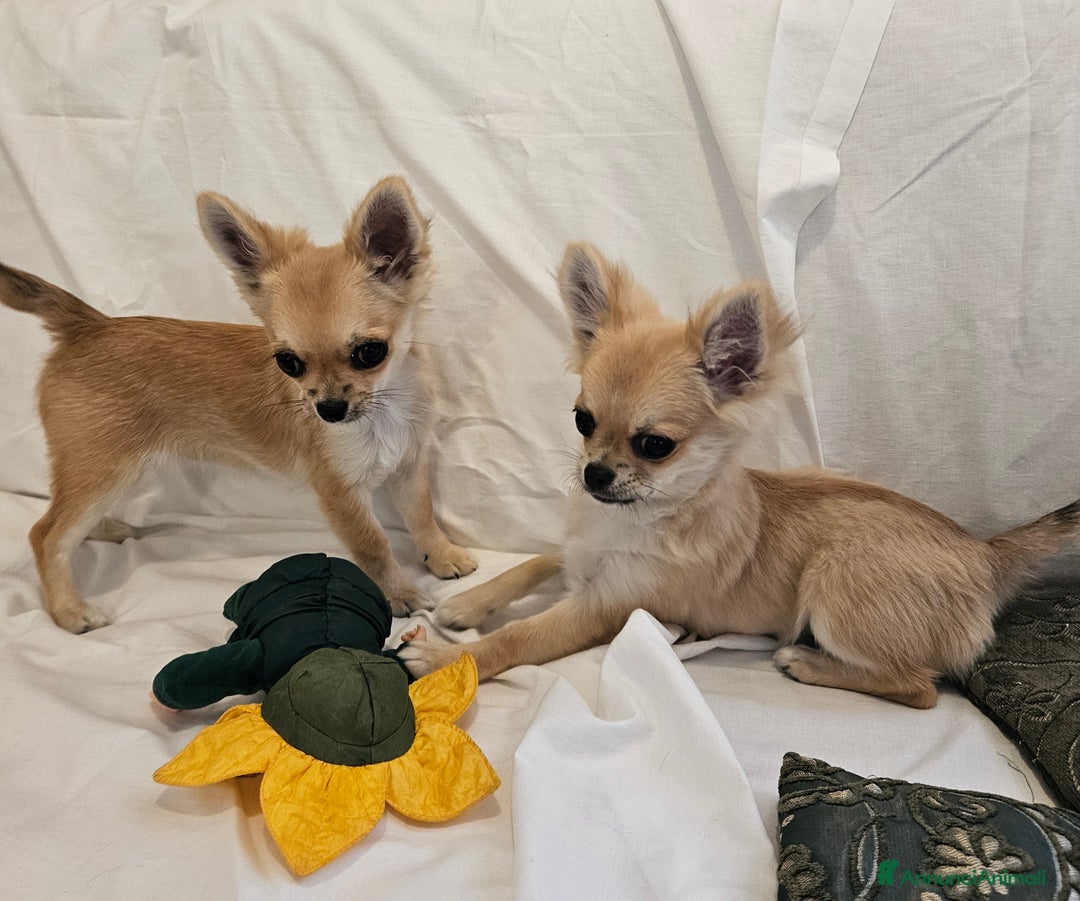 Chihuahua cani in vendita: Chihuahua Femmina a pelo lungo con Pedegree Enci  - Annuncio 14