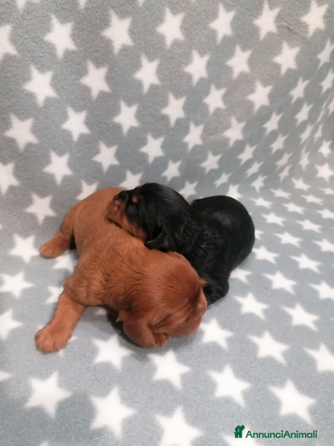 Cavalier King cani in vendita: Cavalier King Charles Spaniel cuccioli - Annuncio 4