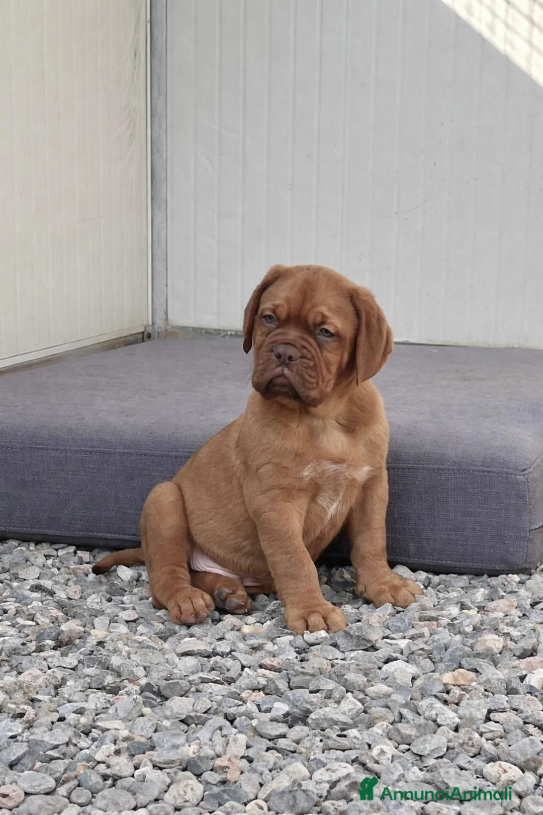 Dogue de Bordeaux cani in vendita: Cucciolata Dogue de Bordeaux  - Annuncio 2