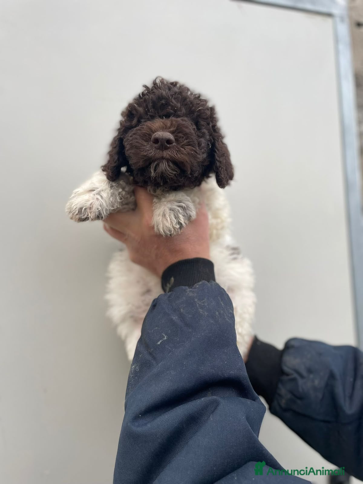 Lagotto cani Cuccioli di lagotto - Annuncio 2