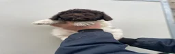 Lagotto cani in vendita: Cuccioli di lagotto - Annuncio 1
