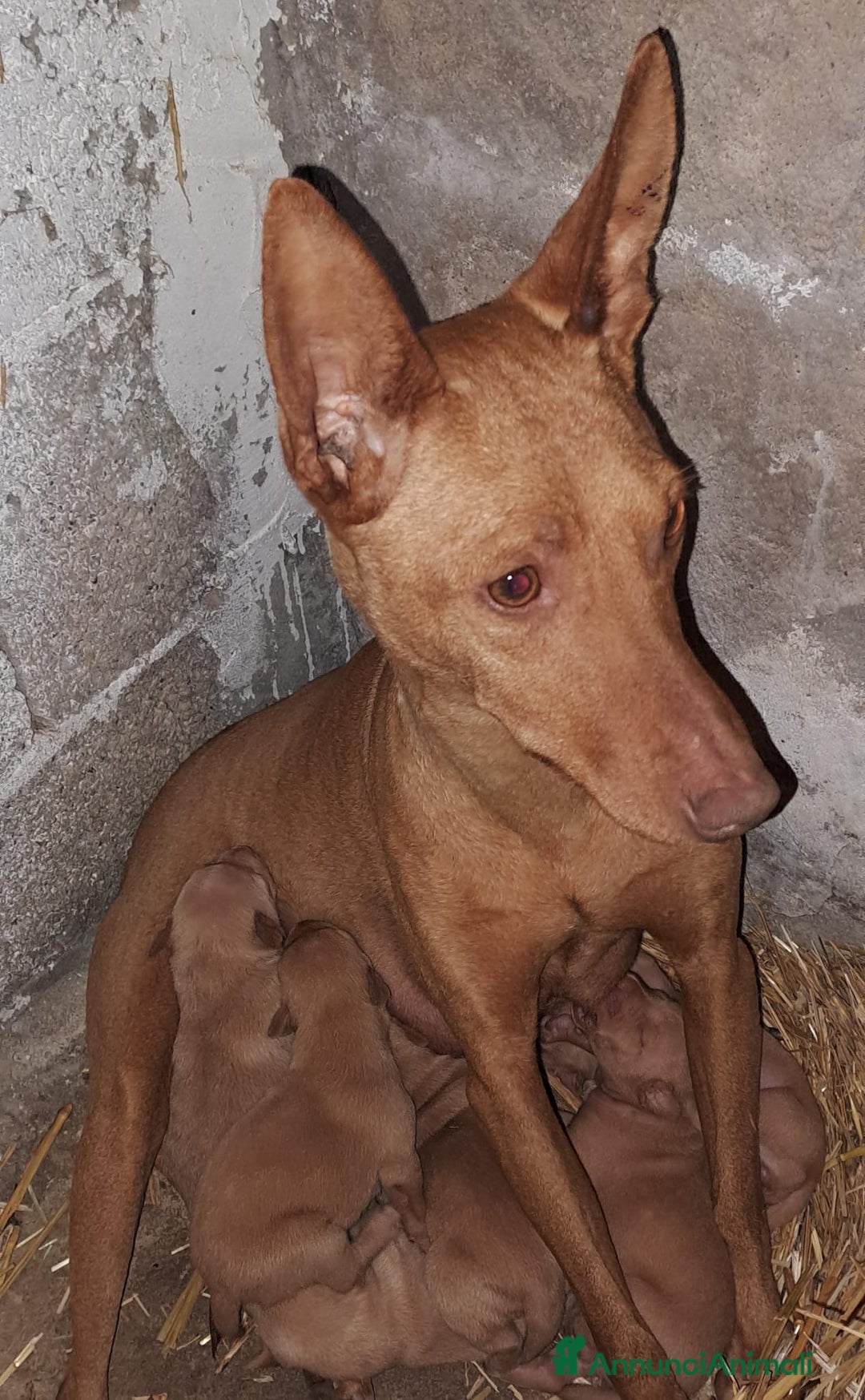 Cirneco dell'Etna cani in vendita: Cirneco dell' etna  - Annuncio 10