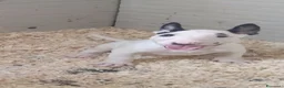 Bull Terrier cani in vendita: Bull Terrier inglese standard cuccioli  - Annuncio 4