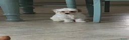 Maltipoo cani in vendita: Maltipoo  - Annuncio 3