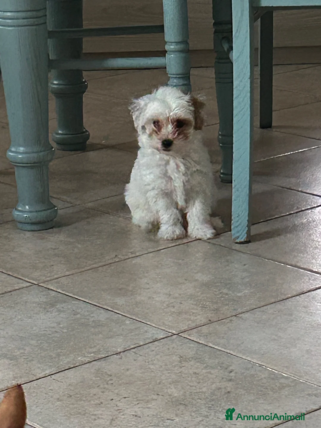 Maltipoo cani in vendita: Maltipoo  - Annuncio 3