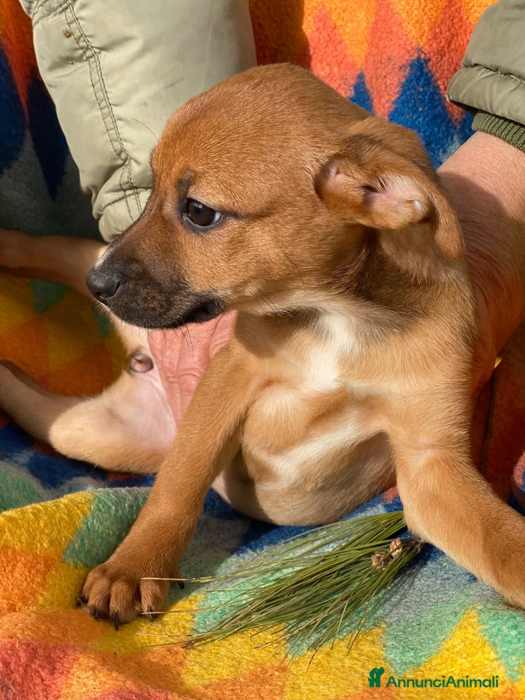 Meticcio cani in regalo: BALLERINA🩷-cucciola futura taglia medio/piccola🥰 - Annuncio 6