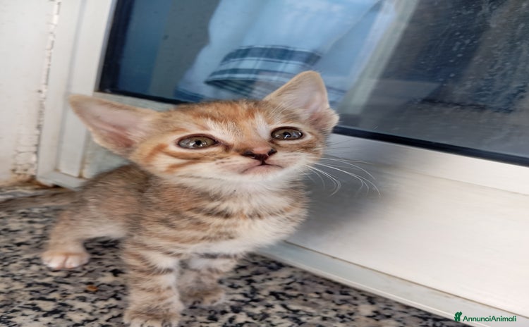 Altre razze gatti a Città metropolitana di Catania - Annuncio 16