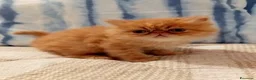 Persiano gatti in vendita: Gattini persiani - Annuncio 2