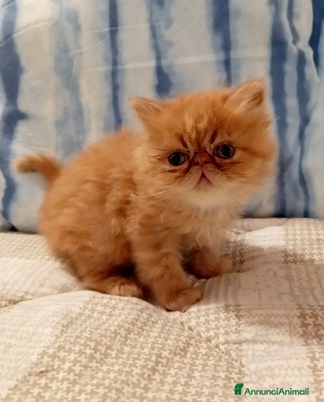 Persiano gatti in vendita: Gattini persiani - Annuncio 2