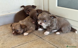 Chihuahua cani in vendita: Cuccioli di chihuahua  a Città metropolitana di Milano - Immagine 10