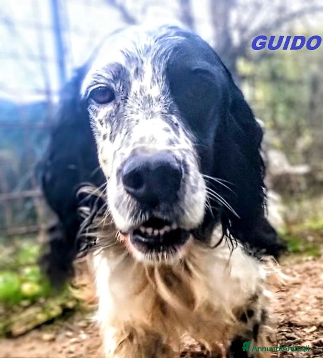 Setter Inglese cani in regalo: GUIDO ama correre ! a Città Metropolitana di Torino - Annuncio 5